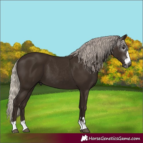 Horse Color:Unknown