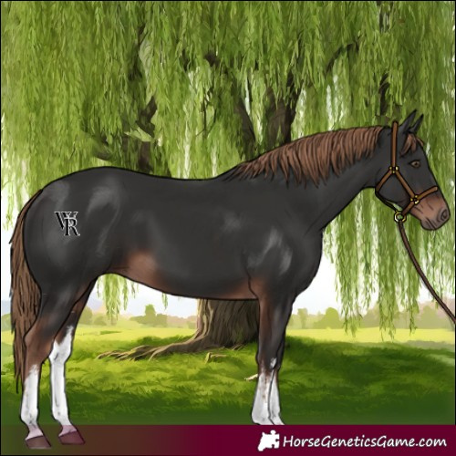Horse Color:White Spotted Liver Chestnut 
