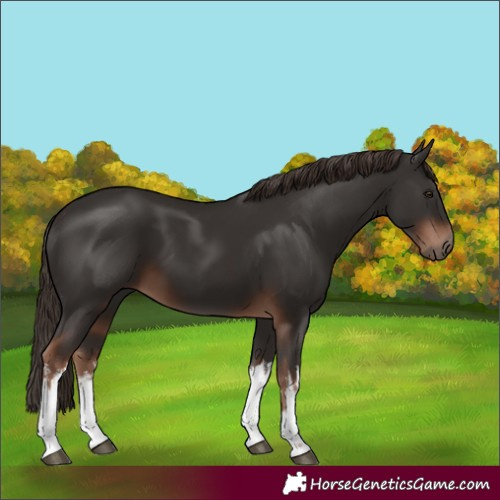 Horse Color:White Spotted Liver Chestnut 