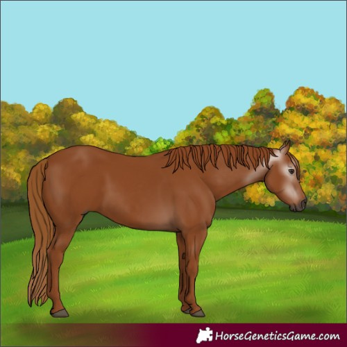 Horse Color:Gray Chestnut 