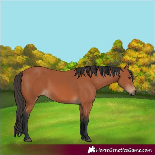 Horse Color:Bay 