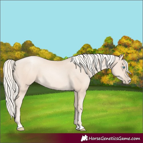 Horse Color:Unknown 