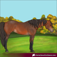 Horse Color:Unknown 