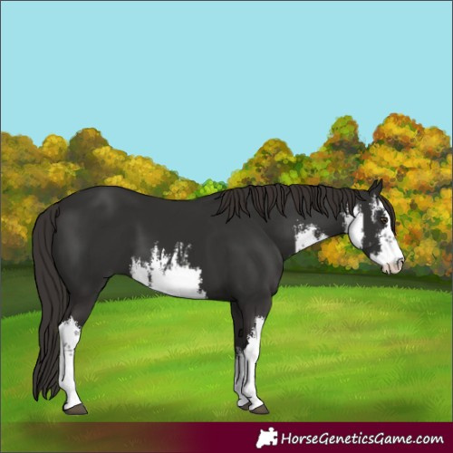 Horse Color:White Spotted Liver Chestnut 
