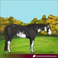 Horse Color:White Spotted Liver Chestnut