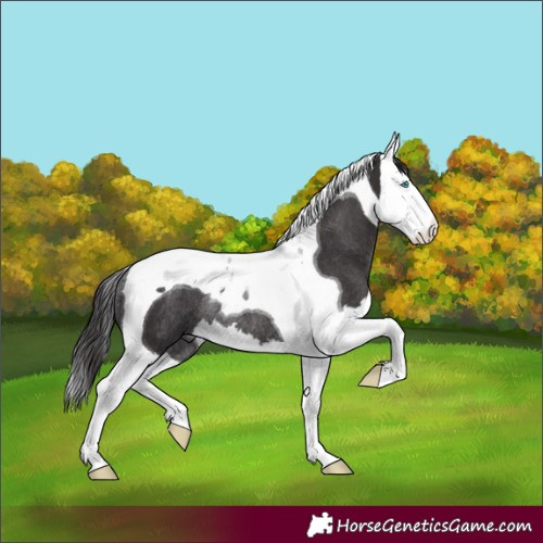 Horse Color:Smoky Black Splash Tobiano Rabicano 