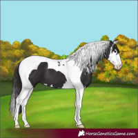 Horse Color:Smoky Black Splash Tobiano 