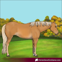 Horse Color:Palomino 