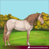 Horse Color:Gold Champagne Roan 