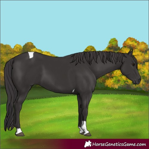 Horse Color:Smoky Black Tobiano 