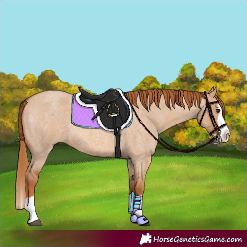 Horse Color:Red Dun Roan Splash 