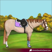 Horse Color:Red Dun Roan Splash 