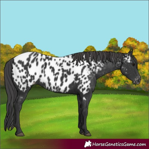 Horse Color:Black Appaloosa 