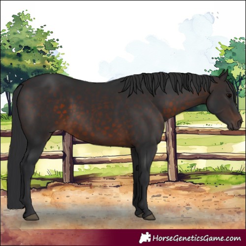 Horse Color:White Spotted Brown 