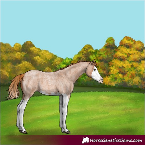 Horse Color:Red Roan Splash 