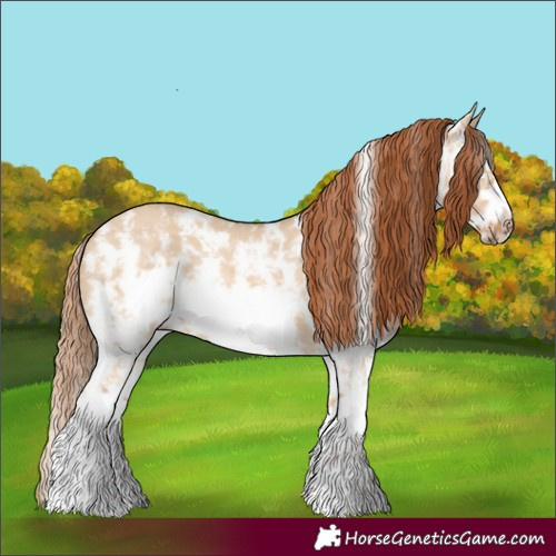 Horse Color:Red Dun Sabino Frame 