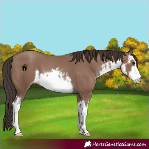 Horse Color:White Spotted Classic Champagne 