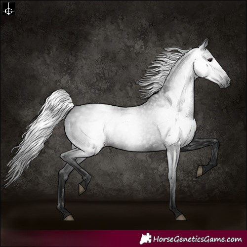Horse Color:Gray Black 