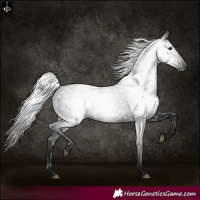 Horse Color:Gray Black