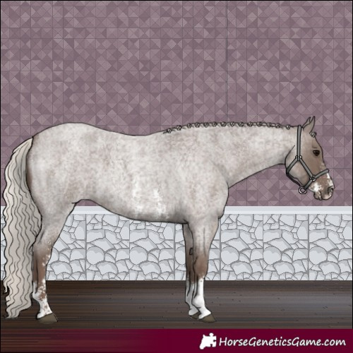 Horse Color:Silver Blue Roan Sabino 