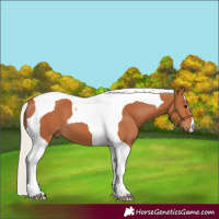 Horse Color:Silver Bay Tobiano