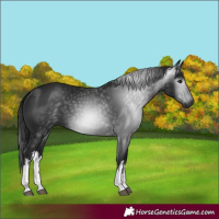 Horse Color:Gray White Spotted Brown