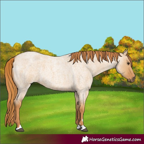 Horse Color:Red Dun Roan 