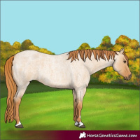 Horse Color:Red Dun Roan 