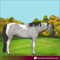 Horse Color:Grullo Roan Tobiano 