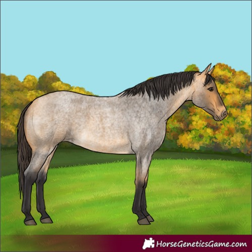 Horse Color:Buckskin Roan Rabicano 