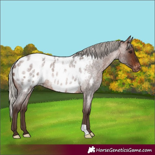 Horse Color:Silver Brown Roan Blanket Rabicano 