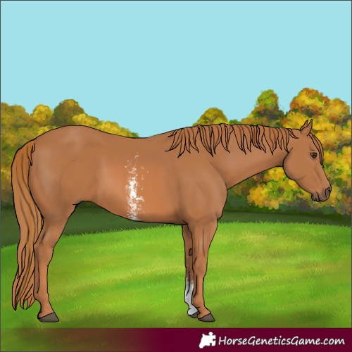 Horse Color:Chestnut Sabino 