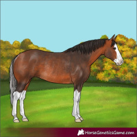 Horse Color:Bay Splash Rabicano