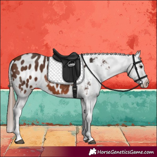 Horse Color:Bay Tobiano Appaloosa 
