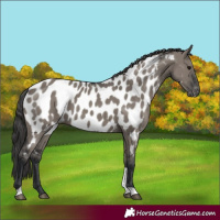 Horse Color:Grullo Tobiano Appaloosa 