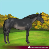 Horse Color:Black 