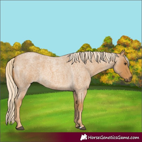 Horse Color:Palomino Roan 