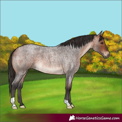 Horse Color:Bay Roan 