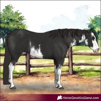 Horse Color:White Spotted Liver Chestnut 