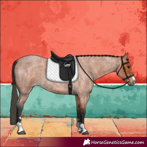 Horse Color:Bay Roan 