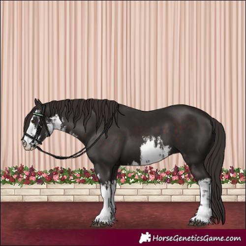 Horse Color:White Spotted Liver Chestnut 