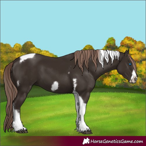 Horse Color:Liver Chestnut Tobiano Frame 