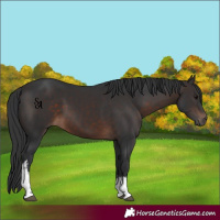 Horse Color:White Spotted Brown