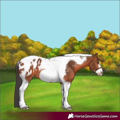 Horse Color:Bay Tobiano Frame Near Leopard 