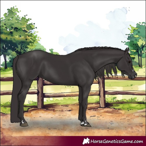 Horse Color:Smoky Black  and Smoky Black 