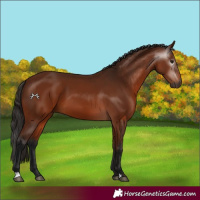 Horse Color:Gray Bay 