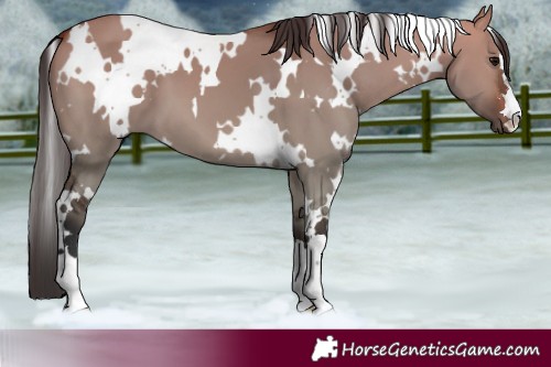 Horse Color:White Spotted Bay Dun 