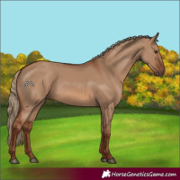 Horse Color:Red Dun