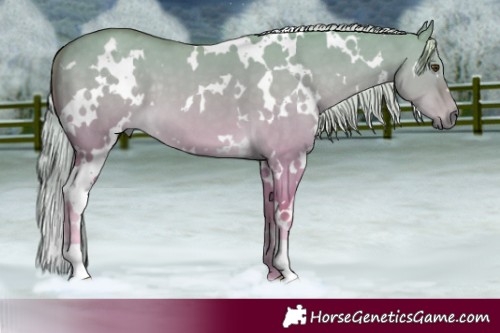 Horse Color:White Spotted Palomino Dun 