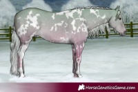 Horse Color:White Spotted Palomino Dun 